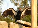 bigbird~0.JPG