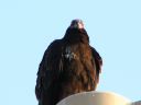 bigbird2~0.JPG