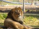 bigcat~0.JPG